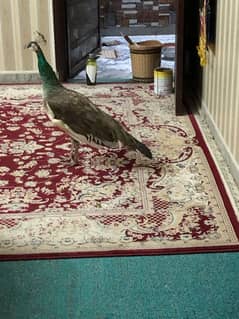 Beautiful peacock