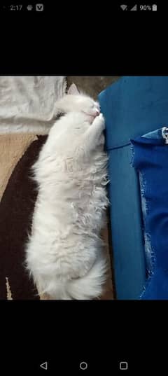 cat for sale
