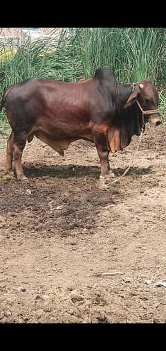 qurbani