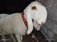 larkana khassi dumba qurbani Kai liye taiyar hai