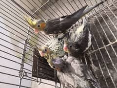 cocktail chicks 800 per piece