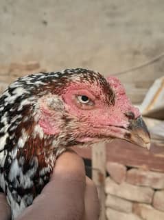 aseel chicks