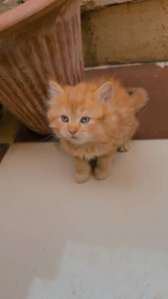 Persian brown kitten pair with blue eyes