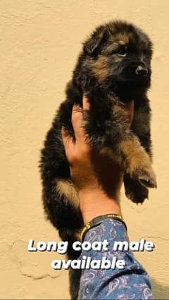 German shepherd long coat puppies available for Sale location lhr