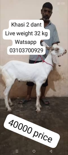 Bakra | goat | goat for sale | Bakra for sale