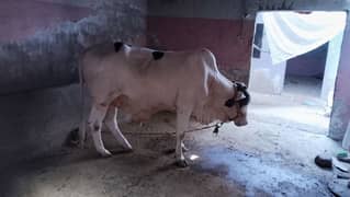 Bachra 6 mann meat weight