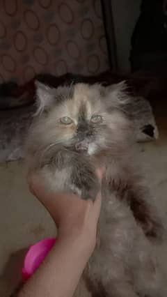 kitten Persian triple coat