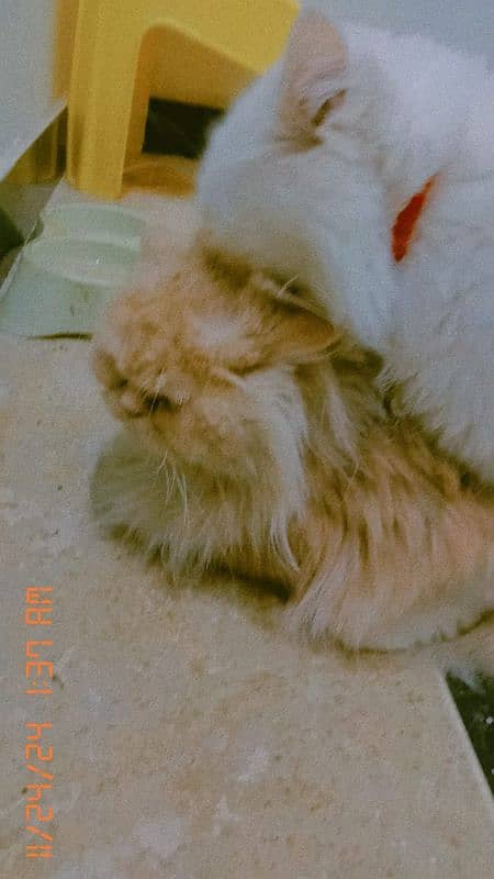 Male Available for Cross And Sale 1