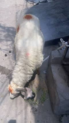 sheep for sale