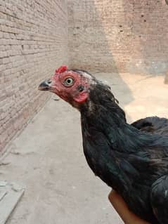 black aseel murgi mianwali cross