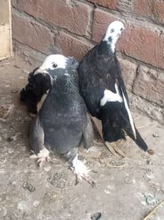 lucky piegons available 03-094-196-420