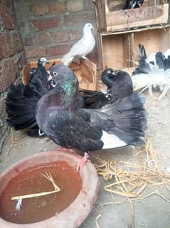 lucky piegons available 03-094-196-420