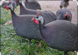 Guinea