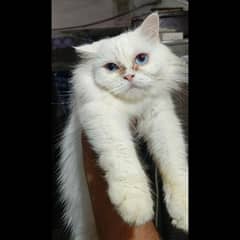 breeder pair very beautiful