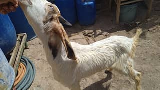 2 dant Bakra Sirf gosht ke liye