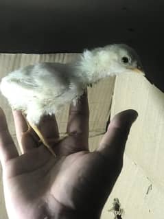 Aseel heera chicks