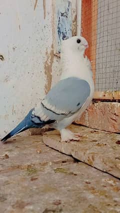 senti breadr male for sale