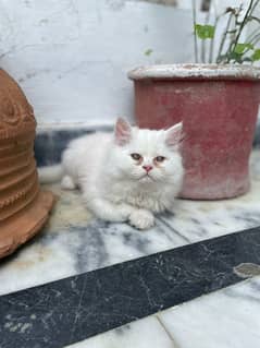 Persian good quality kittens up for sale