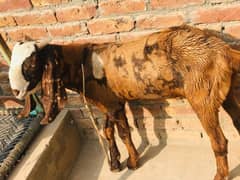 betal bukra in brown colour suitable for Eid