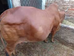 bilkul tayar gayn 10 days left for delivery