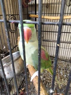raw parrots for sale 2 females