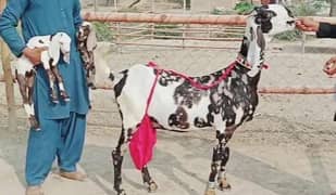 desi beetal bakri 2 Bacho wali Whtsapp 0325/24/52/785/