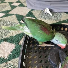 raw baby parrots for sale