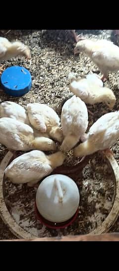 heera aseel chicks very long height parents