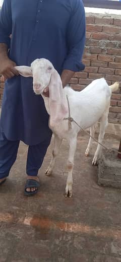 Qurbani Waly Bakry or Chatry