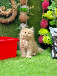 perisan kittens long coated