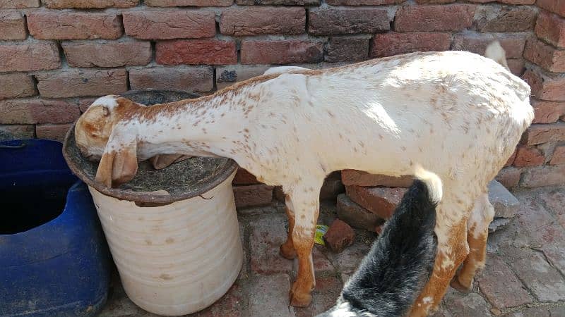 Pure Makhi cheeni bakri with high quality path 1