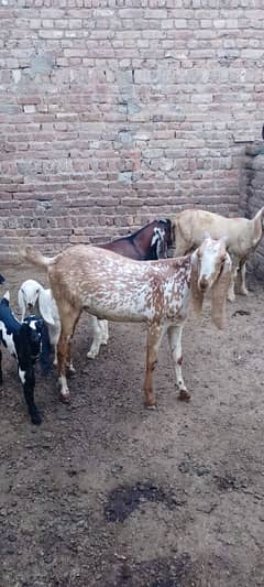 2 dant qurbani ka liya ha