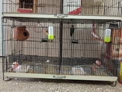 Love bird setup for sale