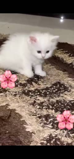 persion cat age 2 months