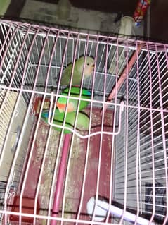 Colour Love birds family sale 7000pkr