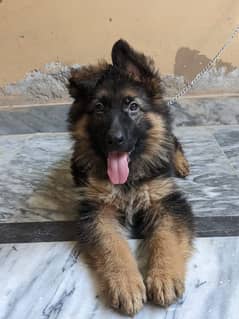 gsd long cord