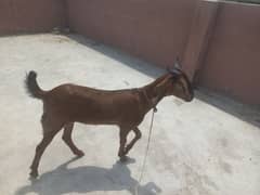 3 bakray h ghr k palay huway