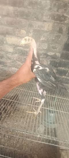 aseel pair
