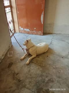 Labrador Pure Breed, Young, Family Dog and Barfani Dog plus Various