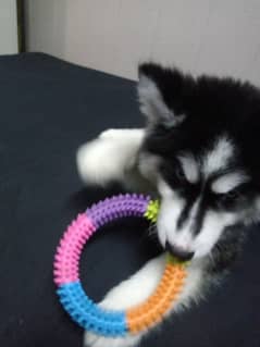 husky