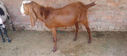ghir ka ha. price 40k