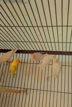 Breeder pair for sale in reasonable price