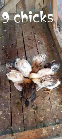 Hens,cocks, chicks for sale Pure Dasi Aseel