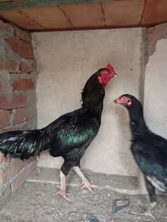 Aseel
