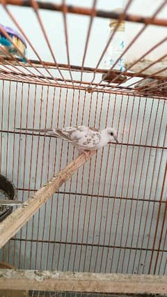 Red pied dove Diamond pied dove