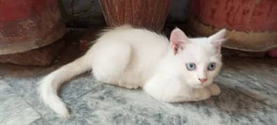 White coloured Persian Cat