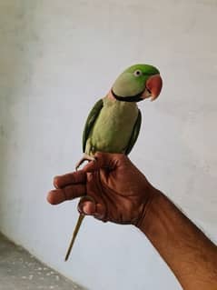 Tamed & Talkative Pahari Pair
