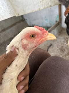 White Herra Aseel Murghi And Aseel Murgha with Chicks