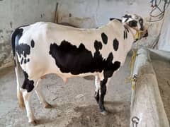 Beautiful Bull for sale