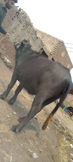 Qurbani Kaliy ghotye